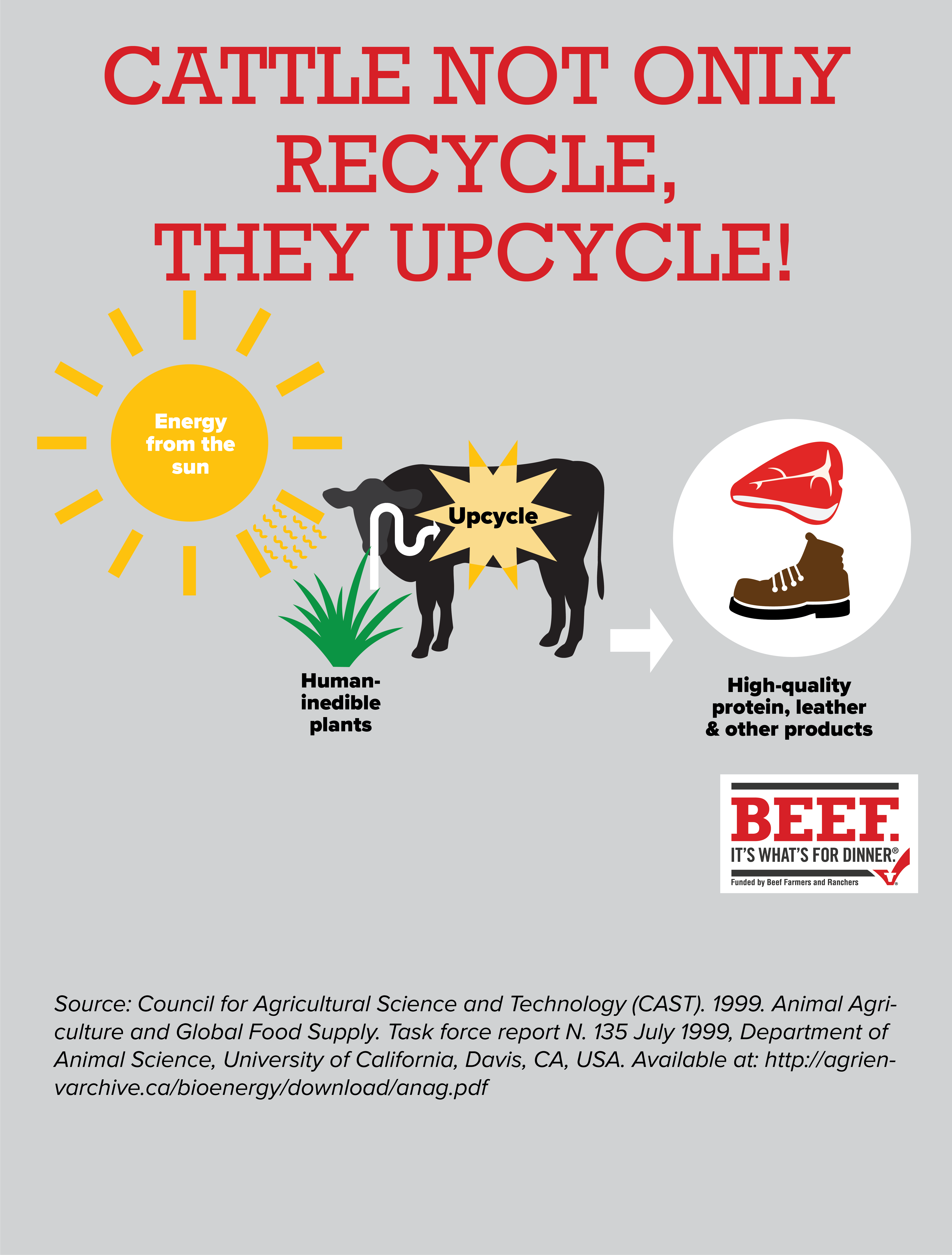 Field To Fork: The Lifecycle Of Beef
